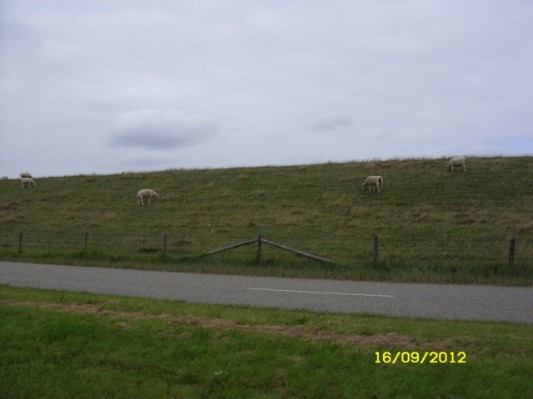 Holland 201214.jpg