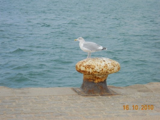 Normandie 201021.jpg